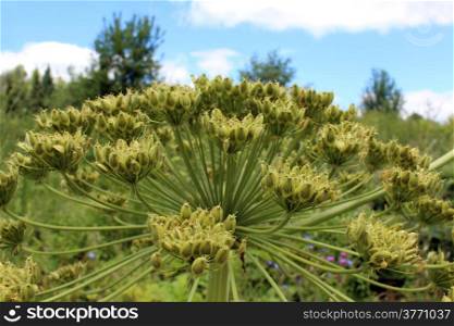 big and dangerous umbels of flowers of Heracleum