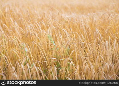 big and long wheat field in the summer, time to harvest.. big and long wheat field in the summer, time to harvest