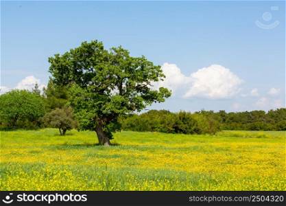 Big and single tree in the middle of green fields in Turkey
