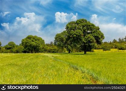 Big and single tree in the middle of green fields in Turkey