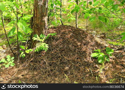 big ant hill in the forest. Stormy life in the big ant hill in the forest