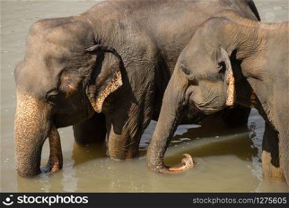 Big Asian elephants relaxing and bathing in the river. Amazing animals in wild nature of Sri Lanka