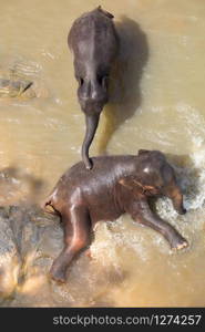 Big Asian elephants relaxing, bathing and crossing tropical river. Amazing animals in wild nature of Sri Lanka