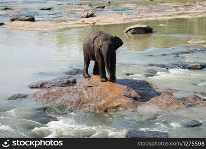 Big Asian elephants relaxing, bathing and crossing tropical river. Amazing animals in wild nature of Sri Lanka