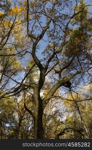 Big autumn oak against the blue sky.. Big autumn oak against the blue sky