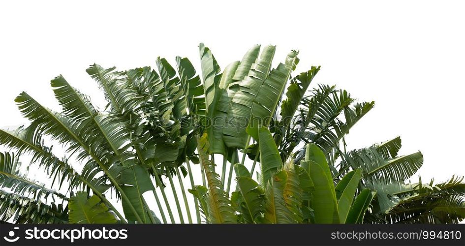 big banana leaf isolate on white background