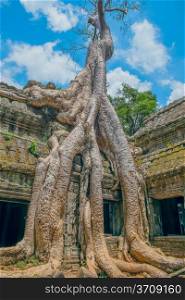Big Banyan Tree Growing Over Ta Prohm Temple, Angkor Wat, Cambodia, Southeast Asia