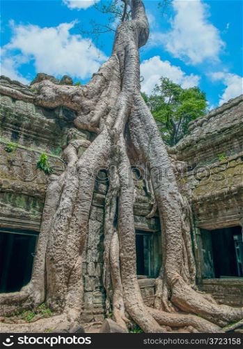 Big Banyan Tree Growing Over Ta Prohm Temple, Angkor Wat, Cambodia, Southeast Asia