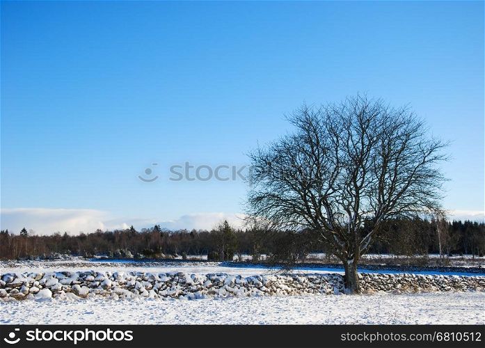 Big bare tree by a stone wall in a winter landscape at the swedish island Oland