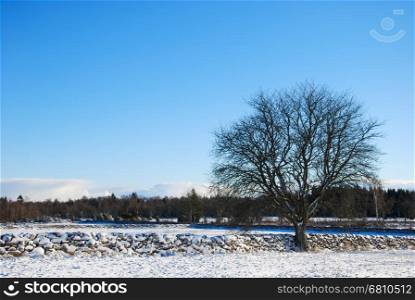 Big bare tree by a stone wall in a winter landscape at the swedish island Oland