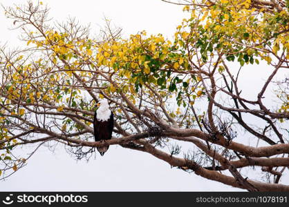 Big beautiful Bald eagle on tree branch in Serengeti savanna forest - African wildlife hunter bird