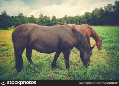 Big beautiful horse. big black horse