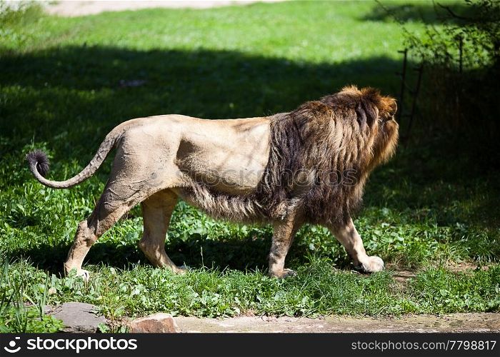 big beautiful lion at the zoo