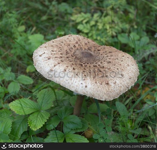 Big beautiful mushroom toadstool among the leaves of strawberries.