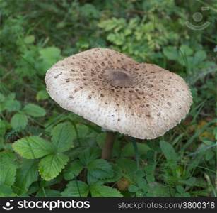 Big beautiful mushroom toadstool among the leaves of strawberries.
