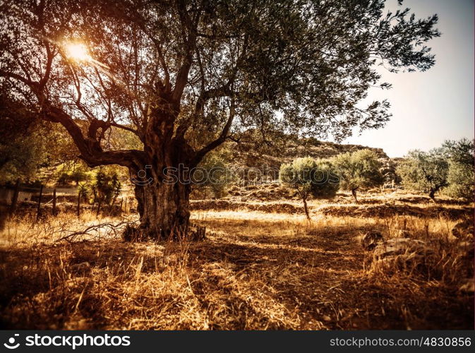 Big beautiful olive tree, bright sun beams, countryside landscape, olives cultivation, olive oil industry, autumn season, agriculture and farming concept