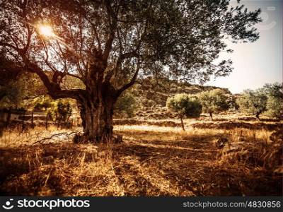Big beautiful olive tree, bright sun beams, countryside landscape, olives cultivation, olive oil industry, autumn season, agriculture and farming concept