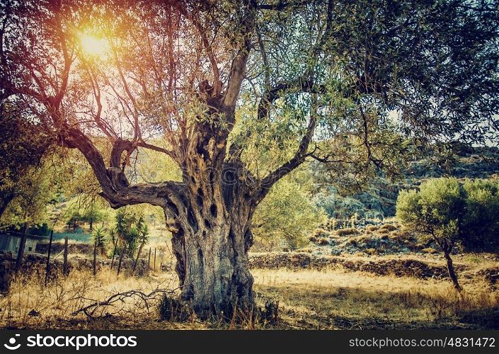 Big beautiful olive tree with bright sun beams, countryside landscape of olives cultivation, olive oil industry, autumn harvest season, agriculture and farming
