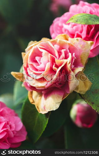 big beautiful pink rose close-up. beautiful card