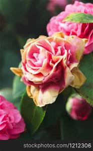 big beautiful pink rose close-up. beautiful card