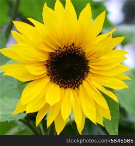 Big beautiful sunflowers growing in garden. summer
