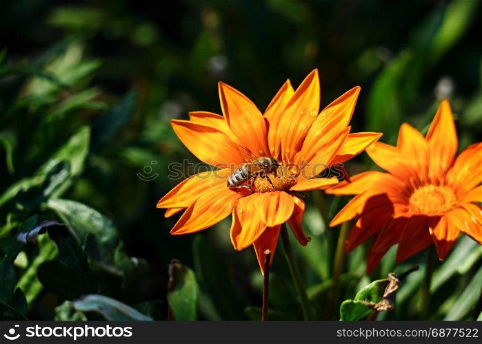 Big bee collects nectar on a flower and pollinate plant.