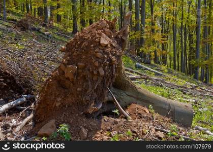 Big beech tee stumps, logs and branches in a clearcut area