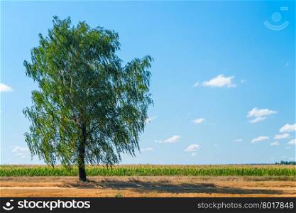 big birch growing in the field on a background of blue sky