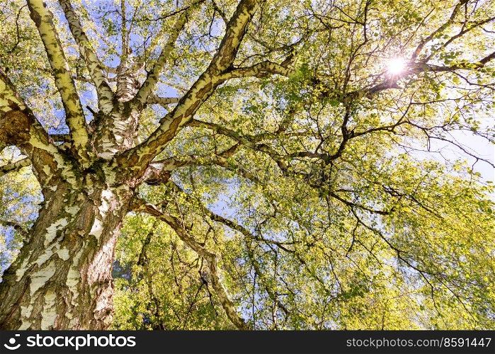 Big birch tree top with green leaves and sun light