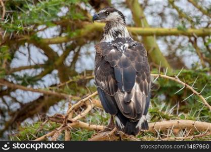 Big bird is sitting on the tree, on safari in Kenya