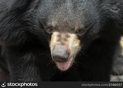 big black bear in zoo