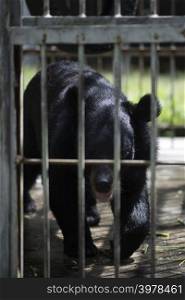 Big black bear is trapped in a steel cage.