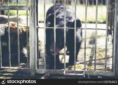 Big black bear is trapped in a steel cage.