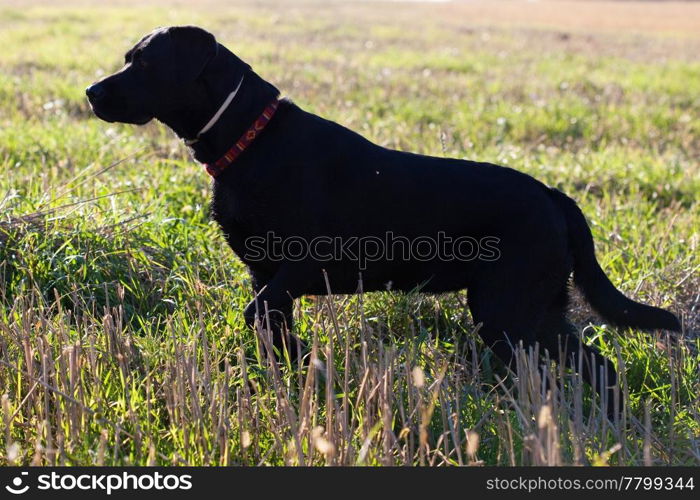 big black dog in the green field