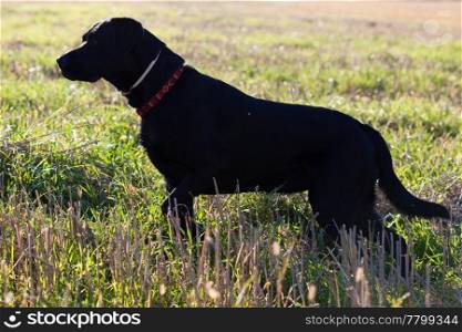 big black dog in the green field