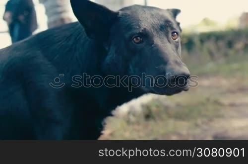 big black dog looks at the camera