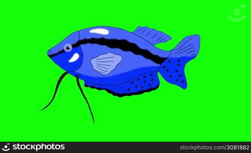 Big Blue Aquarium Fish Gourami floats in an aquarium. Animated Looped Motion Graphic Isolated on Green Screen