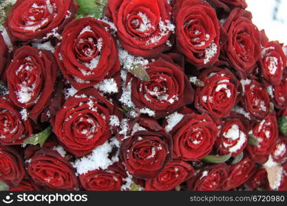 Big bouquet of red roses, covered with fine snow crystals