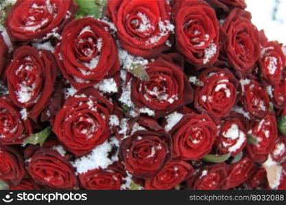 Big bouquet of red roses, covered with fine snow crystals