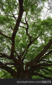 big branch of Giant Monky Pod Tree in Kanchanaburi, Thailand