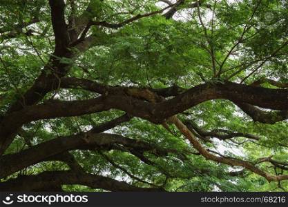 big branch of Giant Monky Pod Tree in Kanchanaburi, Thailand