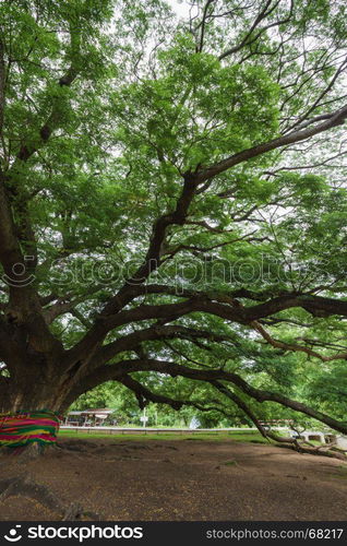 big branch of Giant Monky Pod Tree in Kanchanaburi, Thailand