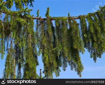 Big branch of old Fir on the blue sky background in springtime, close-up
