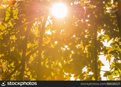 Big, bright sun shining through the leaves, with its rays overwhelming the vegetation surrounding it. Lovely autumn background.