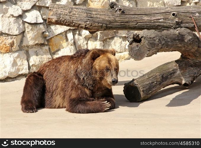 Big Brown Bear sits on a rock.
