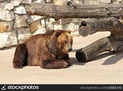 Big Brown Bear sits on a rock.