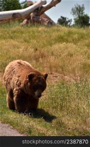 Big brown black bear walkign beside the road side in South Dakota.