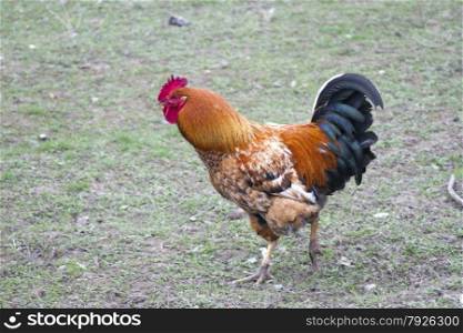 Big brown cock running down his business.. Big brown cock running down his business