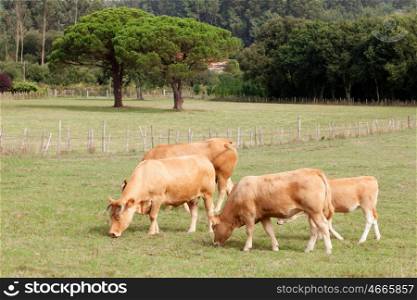 Big brown cows grazing in the meadow
