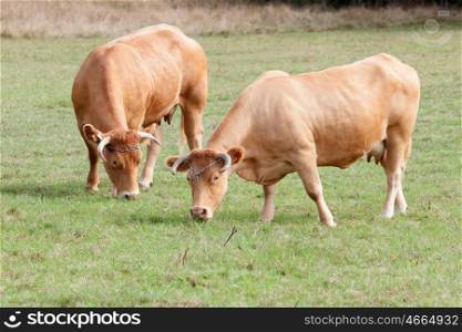 Big brown cows grazing in the meadow&#xA;